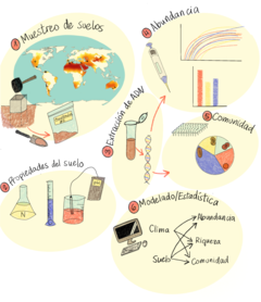 Figura 1: Metodología para encontrar y estudiar los metanotrofos del suelo.