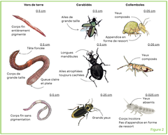 Figure 2 : Différences de traits morphologiques entre neuf espèces d’invertébrés du sol appartenant à trois groupes : les vers de terre, les carabidés et les collemboles (Crédit dessin : www.lesbullesdemo.fr)