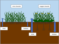 Figura 1: La complementarità tra gli apparati radicali nei sistemi di suolo con una maggiore biodiversità porta a un ciclo dei nutrienti più efficiente.