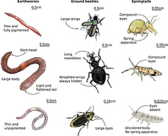 Figura 2: Diferències en les característiques morfològiques entre nou espècies d'invertebrats del sòl que pertanyen a tres grups: cucs de terra, escarabats terrestres i col·lèmbols (Crèdits de dibuix: www.lesbullesdemo.fr).