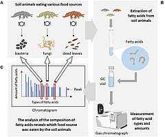 Figure 2: Determining what soil organisms eat by looking at fatty acid markers.