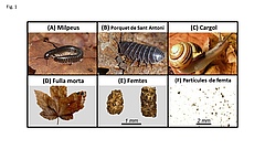 Figura 1: (A–C) Exemples d'animals del sòl que mengen fulles mortes i les transformen en femtes. (D) Exemple de fulles mortes que aquests animals poden menjar. (E) Exemples de femtes d'animals que mengen fulles mortes. (F) Les femtes dels animals que m