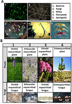 Figure 1: The small creatures inhabiting the soil.
