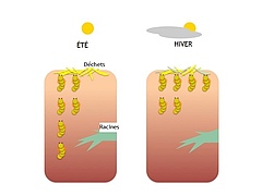 Figure 2 : Migration verticale des larves de coléoptères, selon la profondeur du sol et la saison.
