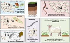 Figuur 1: Gewicht van bodemorganismen per hectare (ha), gemeten in schapen.