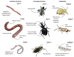 Figura 2: Diferencias en rasgos morfológicos entre nueve especies de invertebrados del suelo perteneciente a tres grupos: lombrices de tierra, escarabajos terrestres y colémbolos (Dibujo créditos: www.lesbullesdemo.fr).