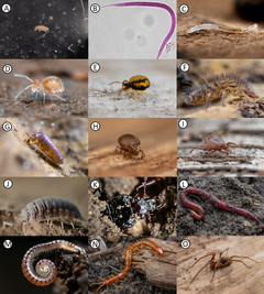 Figura 2 : Esempi di invertebrati del suolo.