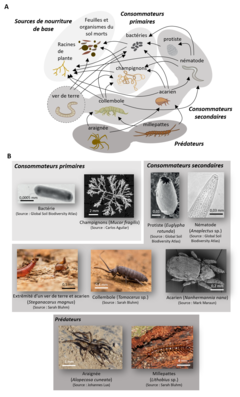 Figure 1 : Organismes généralement présents dans le réseau trophique du sol.