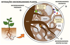 Figura 1: Interações entre plantas e microrganismos na rizosfera.