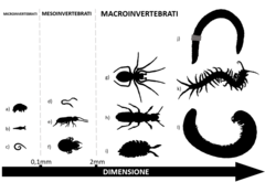 Figura 1 : Esempi di invertebrati del suolo di diverse dimensioni.