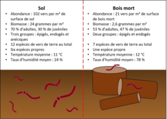 Figure 3 : Récapitulatif des résultats de l’étude des vers de terre dans le sol et dans le bois mort des forêts de chênes.