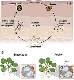 Figure 2: Lifecycle of clubroot and establishment of clubroot disease.